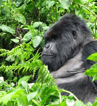 Charles, a silverback Charles, a silverback