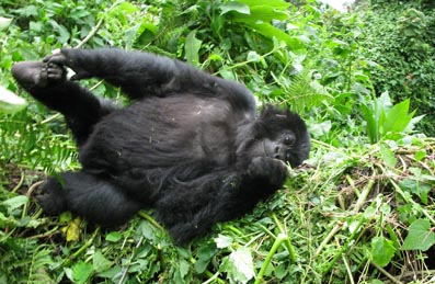 Mountain Gorilla Mountain Gorilla