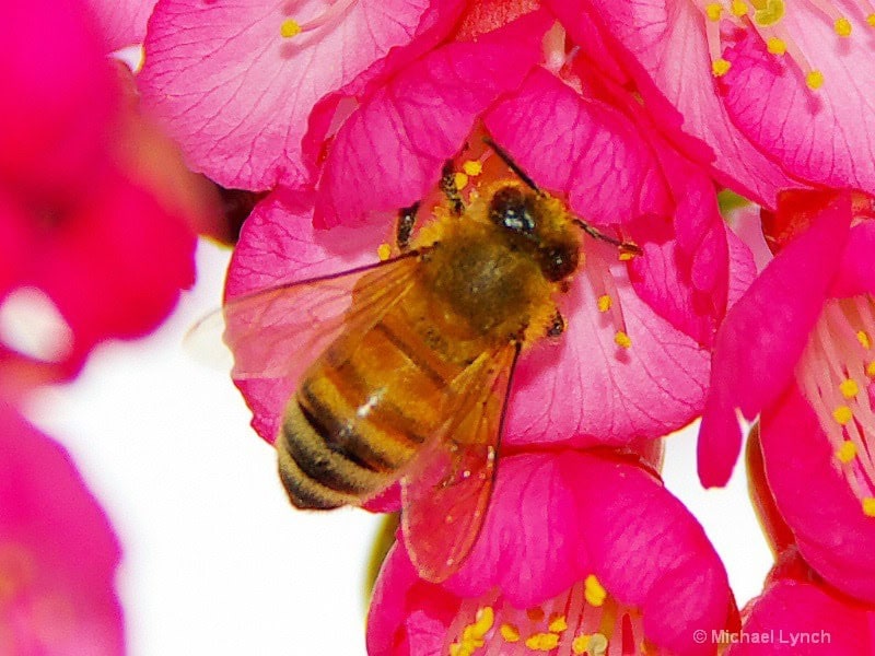A bee harvesting pollen from the Cherry Blossoms