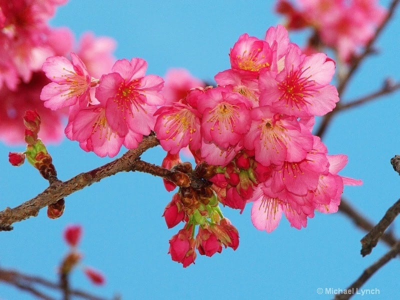 Pink Cherry Blossoms