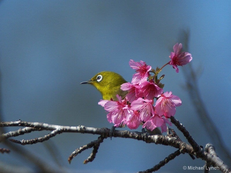 The Japanese White-Eye
