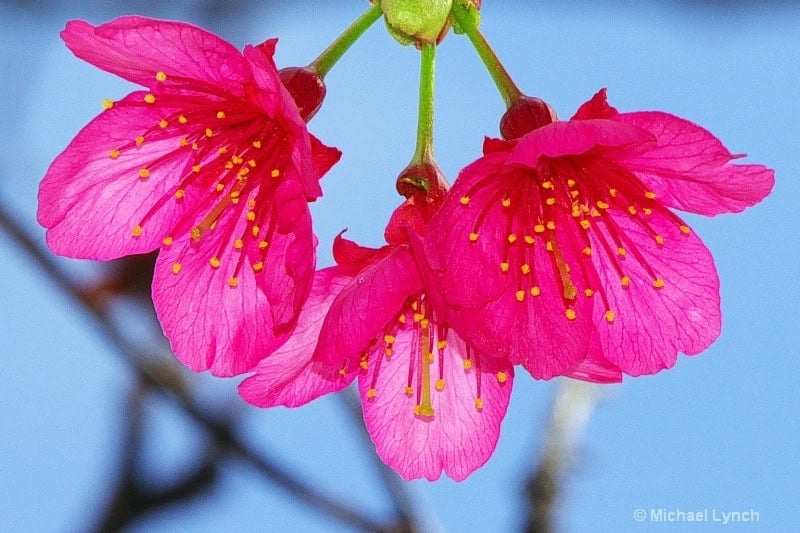 Japanese Cherry Blossoms