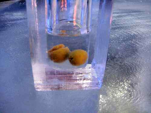 A glass made of ice