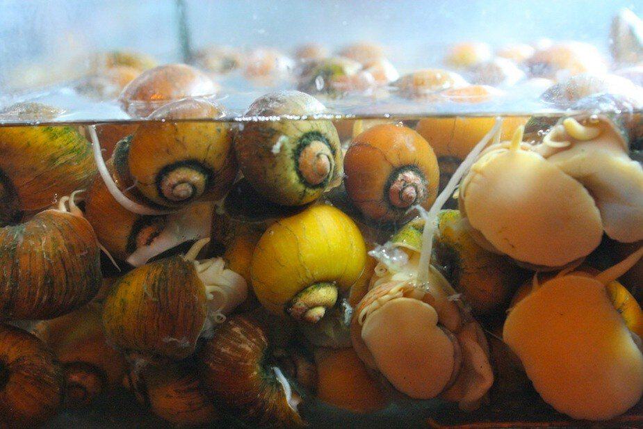 Snails at hawker food stalls. Snails at hawker food stalls.