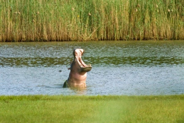 Hippo in St Lucia Estuary. Hippo in St Lucia Estuary.