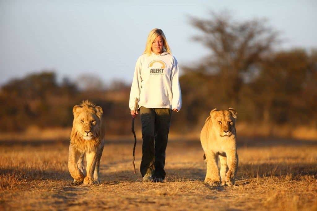 Lion Walk Antelope Park (Rediscover Zimbabwe small group safari) Lion Walk Antelope Park (Rediscover Zimbabwe small group safari)