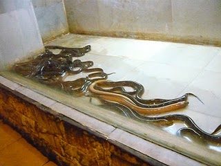 Georgetown Eels Georgetown Eels
