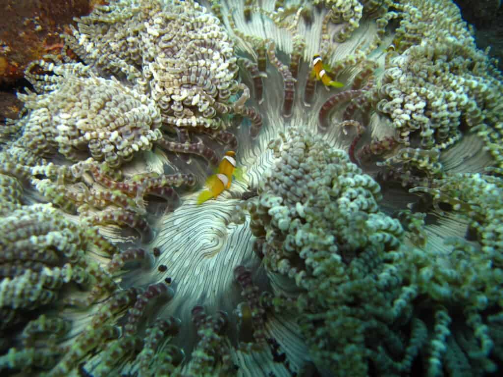 Anemonefish protecting their home Anemonefish protecting their home