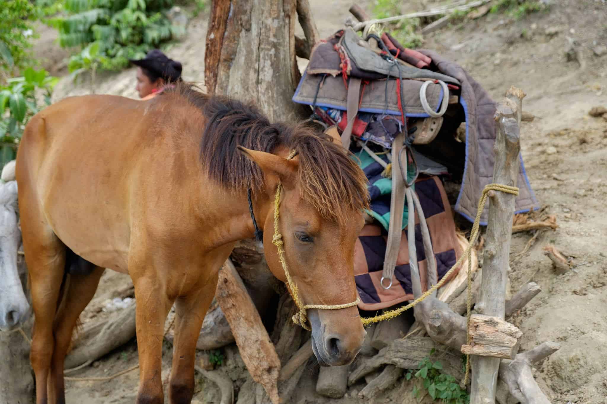 Horse on Mount Taal (photo: albertrcai)