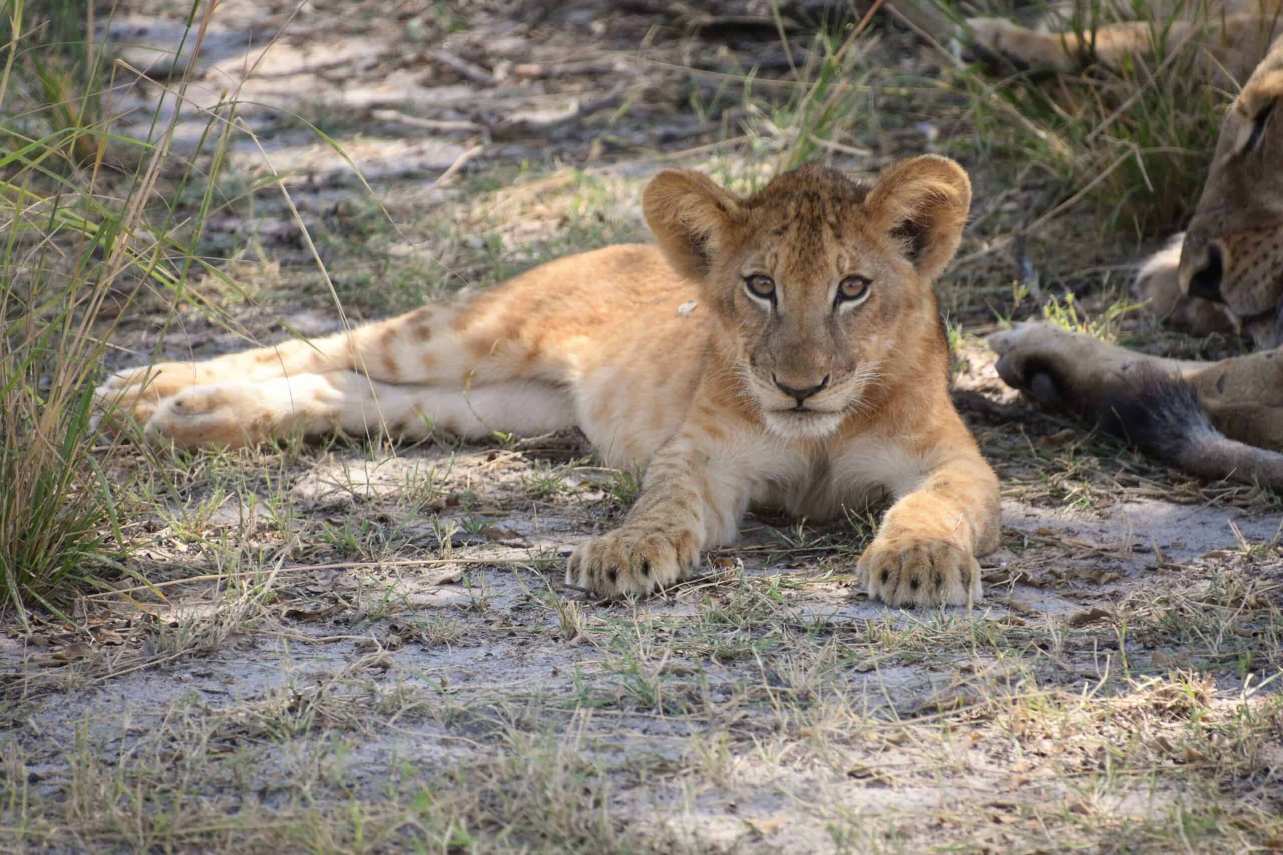 Lion cub at Selous Game Reserve in Tanzania (photo: Richard Mortel).