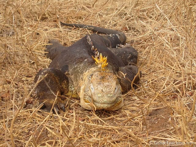 Land Iguana - Galapagos