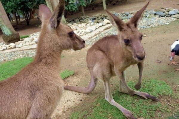 roos at habitat roos at habitat