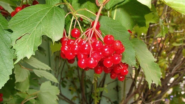 cranberries cranberries
