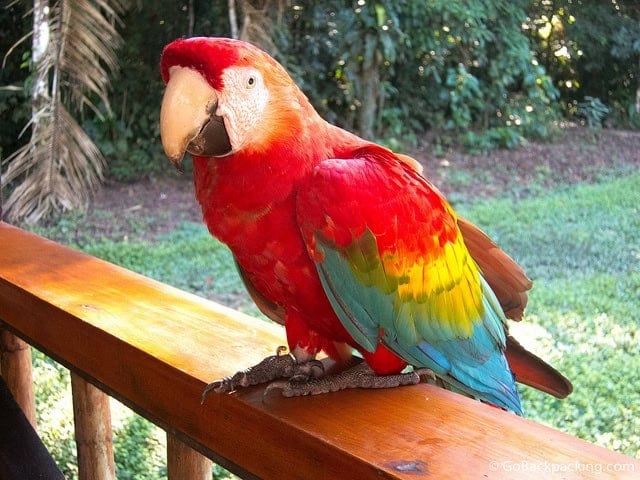 Scarlet Macaw Scarlet Macaw at the Tambopata Research Center