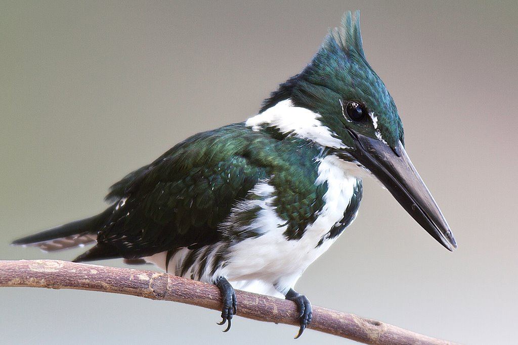 Amazon Kingfisher Amazon Kingfisher