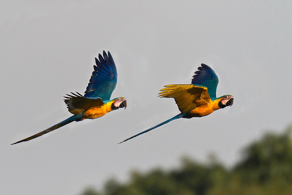 A pair of blue and yellow Macaws A pair of blue and yellow Macaws