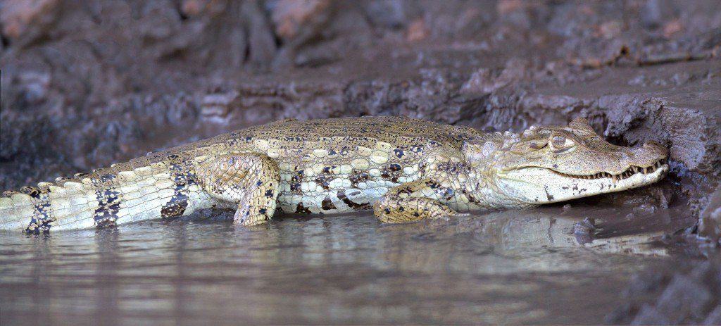 Caiman Caiman