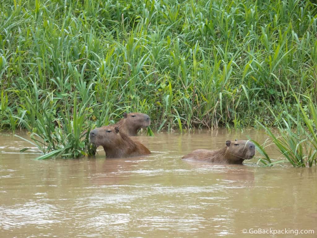 Capybara Capybara, the world's largest rodents
