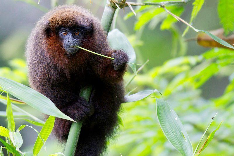 Dusky Titi Monkey Dusky Titi Monkey