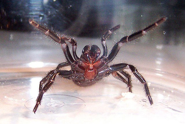 Funnelweb spider