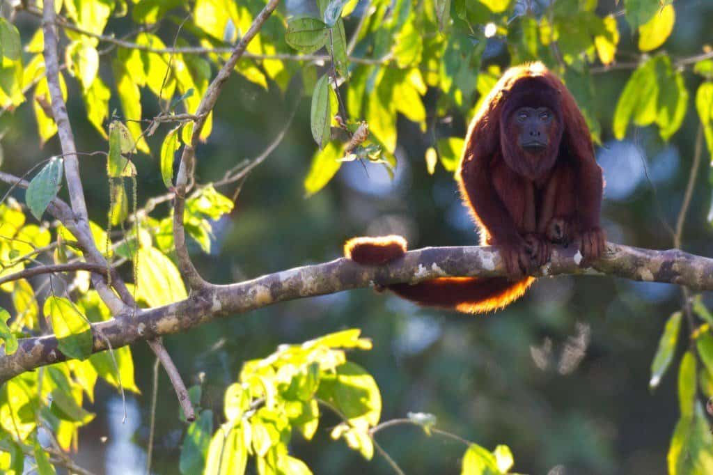 Howler Monkey Howler Monkey