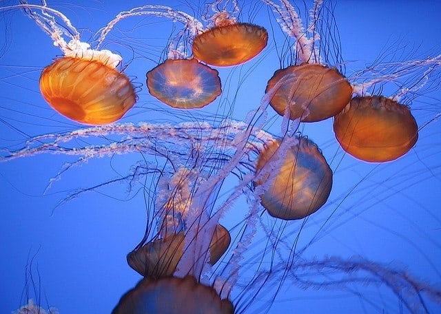 Jellyfish