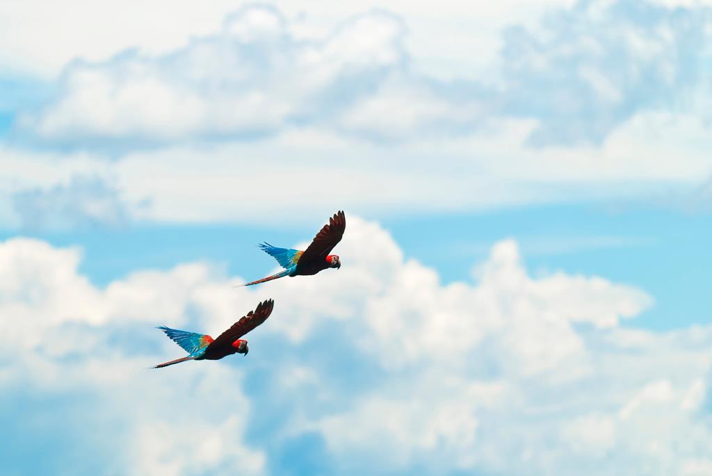 Scarlet Macaws Scarlet Macaws in flight