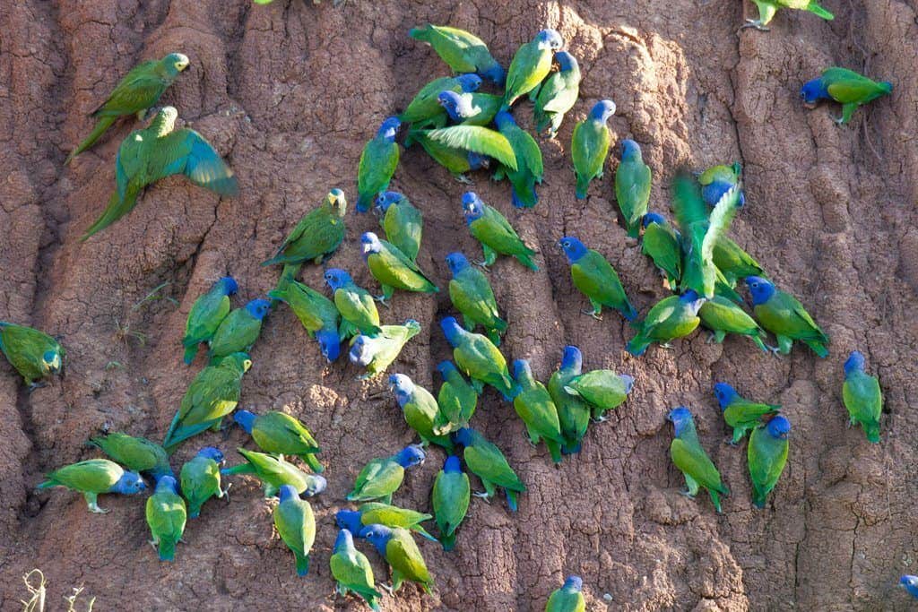 Parrots feeding at a clay lick A variety of parrots feeding at a clay lick