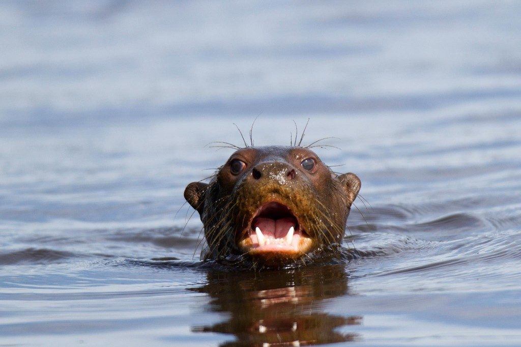 River Otter River Otters are increasingly rare in Tambopata