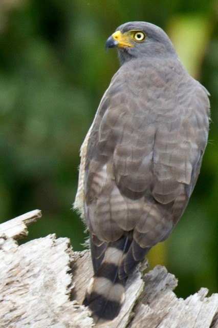 Roadside Hawk Roadside Hawk