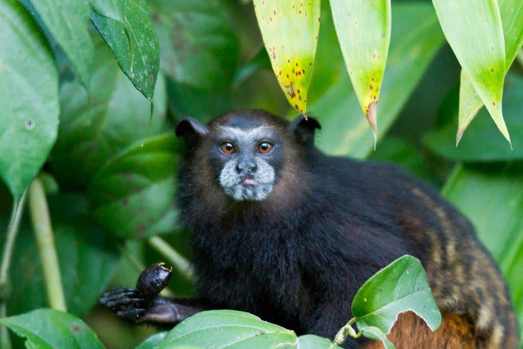 Saddle Back Tamarin Saddle Back Tamarin