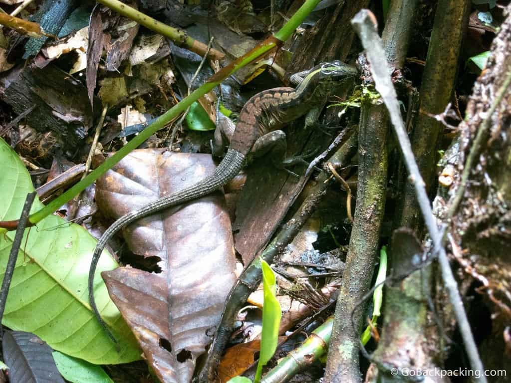 Skink Skink