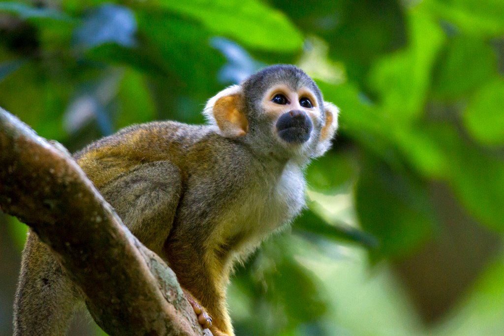 Squirrel Monkey Squirrel Monkey