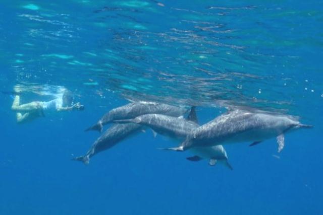 Swimming with Dolphins Swimming with Dolphins