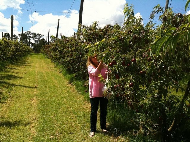 Fruit picking Fruit picking