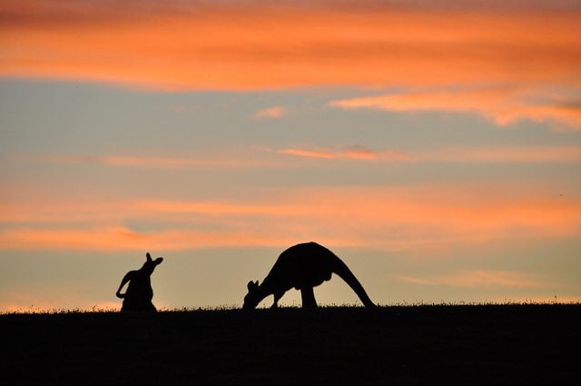Kangaroos in Australia Kangaroos in Australia