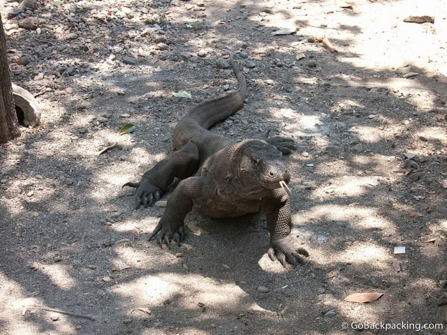 Komodo Dragon Komodo Dragon