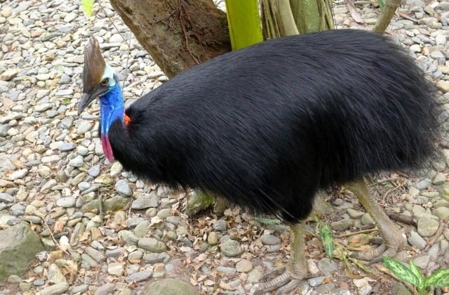 Cassowary Cassowary