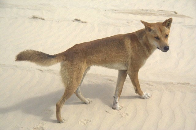 Dingo on Fraser Island Dingo on Fraser Island