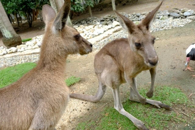 Kangaroos in Australia
