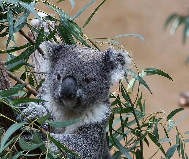Koala Koala