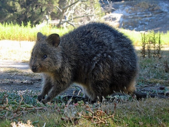 Quokka Quokka