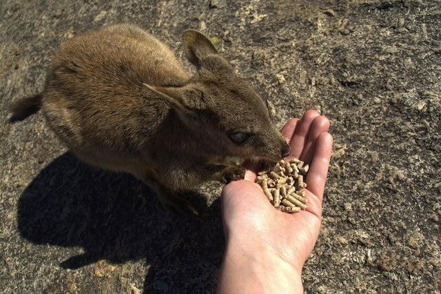 Adorable rock wallaby Adorable rock wallaby