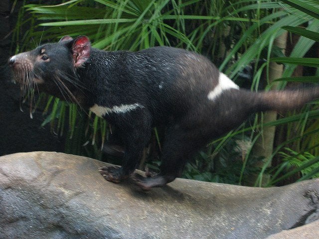 Tasmanian devil Tasmanian devil