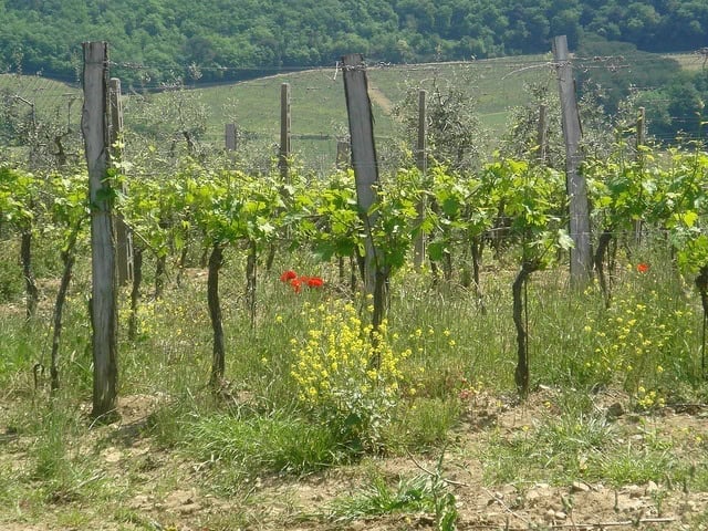 Tuscan vineyard Tuscan vineyard