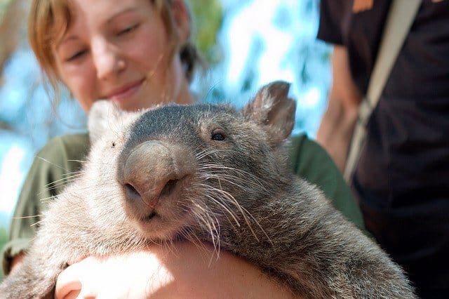 Wombat Wombat