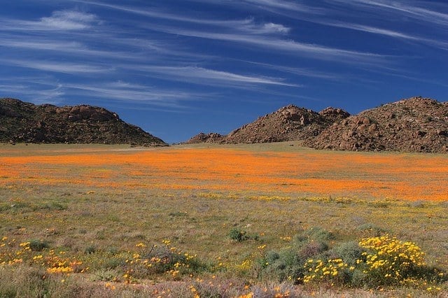 Namaqualand flowers