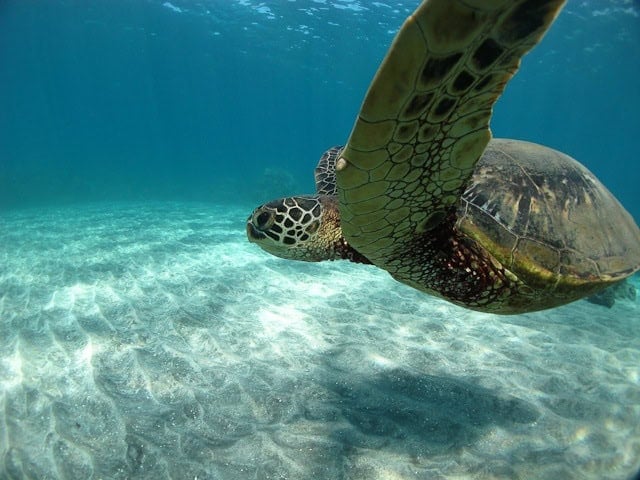 Sea turtle Sea turtle