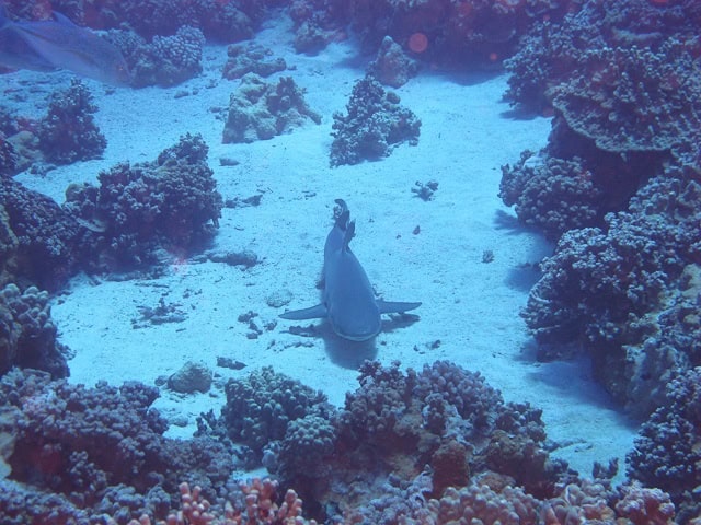 Shark Shark