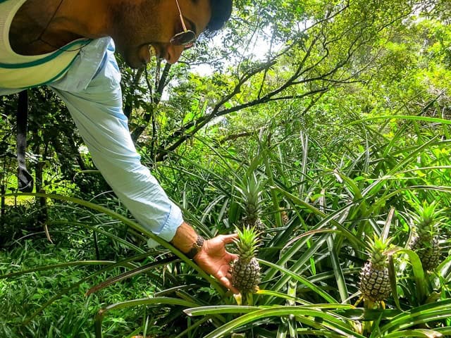 Mini pineapples Mini pineapples